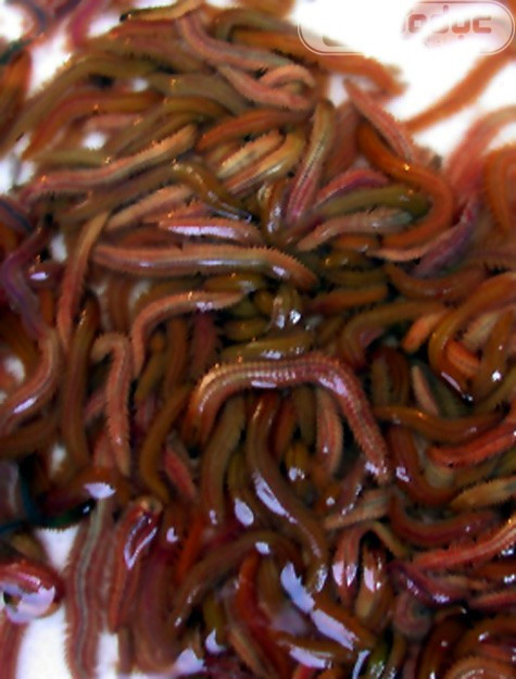 Rươi sống trước khi chế biến thành các món ăn... bổ dưỡng Rươi sống trước khi chế biến thành các món ăn... bổ dưỡng