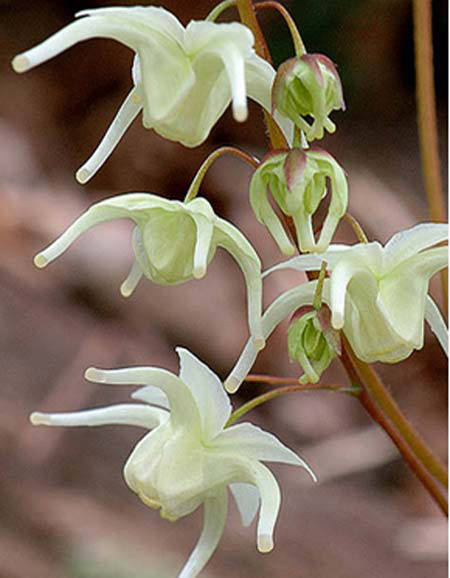 Dâm dương hoắc dùng ngâm rượu nhưng không phải ai cũng có thể uống được. a