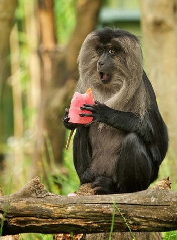 Con khỉ này tỏ ra thích thú với que kem đá làm từ cà rốt tại vườn bách thú Bristol. Lynsey Bugg, người phụ trách động vật có vú ở sở thú cho biết: Cho trái cây và rau quả vào trong nước để đông lạnh cho động vật là một cách tuyệt vời giúp chúng có thể mát mẻ hơn trong thời tiết nóng. Con khỉ này tỏ ra thích thú với que kem đá làm từ cà rốt tại vườn bách thú Bristol. Lynsey Bugg, người phụ trách động vật có vú ở sở thú cho biết: Cho trái cây và rau quả vào trong nước để đông lạnh cho động vật là một cách tuyệt vời giúp chúng có thể mát mẻ hơn trong thời tiết nóng.