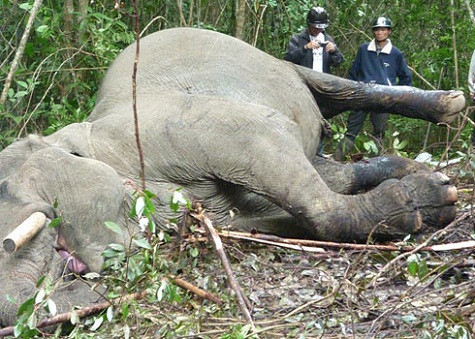 Con voi đực tên Back-khăm 38 tuổi, nặng khoảng 4 tấn, thường được cột cùng một con voi cái dưới gốc thông cách trung tâm khu du lịch Nam Qua (Đà Lạt, Lâm Đồng) khoảng một km để ăn cỏ và “yêu nhau”. Như thường lệ, nhân viên đến dắt voi về tắm rửa, cho ăn sáng để chuẩn bị phục vụ du khách thì không thấy Back-khăm đâu. Mọi người chia nhau đi tìm phát hiện thi thể đẫm máu của voi nằm cách nơi buộc dây khoảng 3km. Cạnh xác con vật, cây cối xung quanh bị quật ngã, nhiều vũng máu đóng thành từng cục lớn trên mặt đất. Back-khăm bị cột vào gốc cây to, bị chém nhiều nhát đứt gân hai chân sau nhưng hai ngà còn nguyên. Back-khăm được xem là con voi đẹp nhất Đà Lạt và là con đực cuối cùng ở đây còn đủ cả ngà và đuôi trong khi nhiều đồng loại đã bị cắt trộm 2 bộ phận này. Con vật rất ngoan, hiền và hiểu được tiếng người. 12 năm trước, chú được mua từ Đăk Lăk với giá 700 triệu đồng. Voi Back-khăm bị sát hại bên cánh rừng già. Ảnh: Quốc Dũng