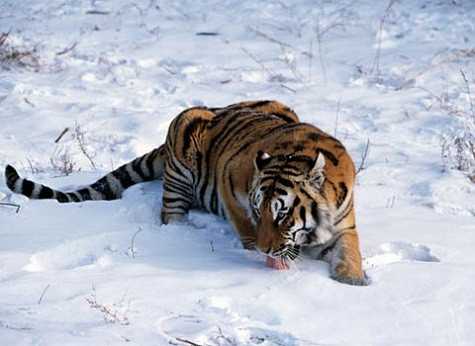 Hổ Siberia, loài này sống ở vùng băng tuyết nước Nga. Số lượng của nó chỉ còn 40 con vào thập kỷ 1930 do bị săn bắn. Sau đó số lượng của loài tăng lên 500 con nhưng chúng vẫn đang bị đe dọa bởi nạn săn bắn của con người. Ảnh: Alamy.