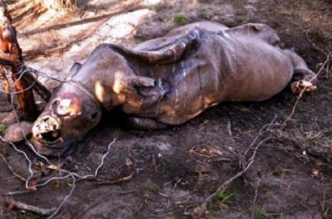 Tê giác bị giết và cắt sừng tại một khu vườn quốc gia ở Nam Phi. Năm 2011, tổng số tê giác bị giết mổ ở Nam Phi là 448 con, tăng hơn 100 con so với năm 2010. Hiện Nam Phi có khoảng 20.000 con tê giác, chiếm 80% số lượng toàn cầu