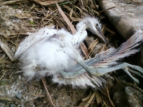 Vườn cò Bằng Lăng đang kêu cứu!