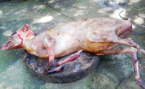 Tại một điểm tiếp nhận thú rừng trên địa bàn này có chứa hàng chục loại thú rừng còn sống. Trong đó có gần chục con cheo nặng từ 0,8 - 1,2 kg nhốt trong lồng sắt đang run cầm cập khi thấy người. Cạnh đó có khoảng 30 bao tải chứa các loại rắn mua được trong buổi sáng. Một con cheo con được lấy ra từ con cheo mẹ bị giết thịt - Ảnh: Công Nguyên