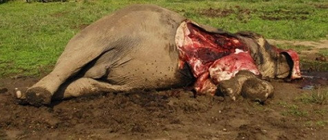 Quỹ phúc lợi động vật quốc tế (IFAW) cho biết bọn săn trộm từ Cộng hòa Chad và Sudan đã giết hơn 200 con voi trong vòng sáu tuần ở công viên quốc gia Bouba Ndjida, miền bắc Cameroon, châu Phi.