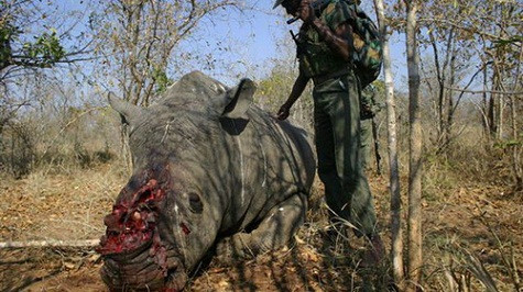 Đây là con tê giác đã bị chết trong tình trạng mất sừng ở vườn quốc gia Kruger, Nam Phi.