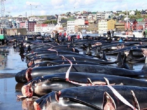 Bất chấp lời chỉ trích từ các Nhóm Bảo vệ Quyền Động vật và Ủy ban Săn bắt Cá voi Quốc tế, phong tục săn bắt cá voi vẫn tiếp tục giết chết hàng ngàn con cá voi năm này qua năm khác. Tại đảo Faroe, khoảng 950 cá voi bị sát hại mỗi năm, chủ yếu là trong suốt mùa hè, đỉnh điểm là năm 2010, đã có 1.115 con cá voi bị giết.