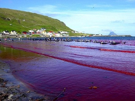 Máu cá voi nhuộm đỏ quần đảo Faroe.