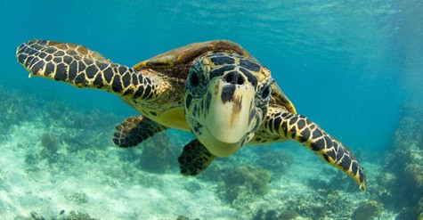 Rùa Hawksbill sở hữu một lớp mai cẩm thạch tuyệt đẹp. Mai của rùa Hawksbill được khai thác để trở thành nguồn cung cấp duy nhất cho ngành thương mại đồi mồi hay cho những nhu cầu bất hợp pháp về mai, thịt, trứng và chế tác quà tặng… dẫn đến sự suy giảm mạnh mẽ của loài rùa này trong thế kỷ qua.
