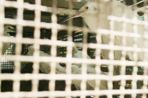 Những con cò còn khoẻ mạnh sẽ được nhốt vào chuồng chờ ngày “lên đĩa”.