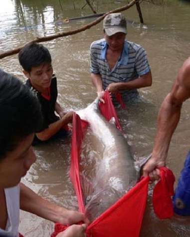 Rất nhiều ngư dân cùng khiêng con cá về nơi chăm sóc đặc biệt.
