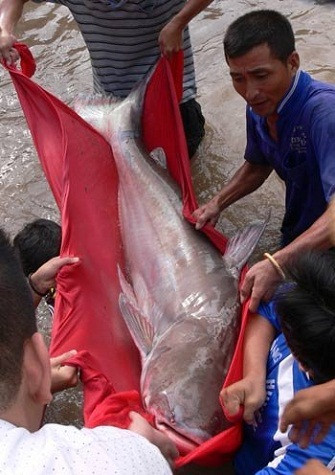 Toàn thân con cá rời khỏi mặt nước