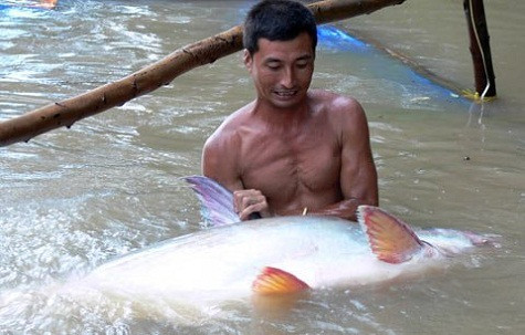 Cá tra dầu 86kg ở dưới mặt nước.