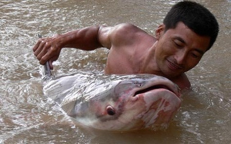 Con cá có bề rộng gần 1m, dài 1,7m; cái đầu to khủng