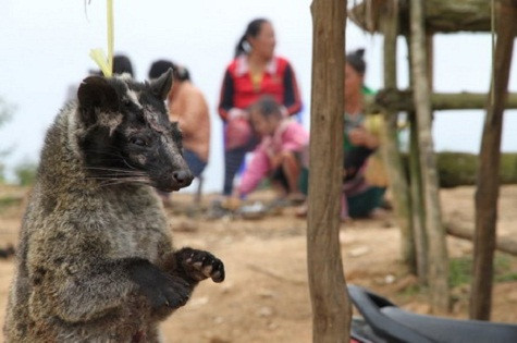 Chỉ có một tỉ lệ rất ít động vật rơi vào tay thợ săn được kiểm lâm giải cứu. Đại đa số không được may mắn như vậy. Trong ảnh là một con cầy sắp bị xẻ thịt taị một ngôi làng ở Lào, gần biên giới Việt Nam. Nhiều cánh rừng đã bị chặt phá đến mức trống rỗng tại khu vực này. Chỉ có một tỉ lệ rất ít động vật rơi vào tay thợ săn được kiểm lâm giải cứu. Đại đa số không được may mắn như vậy. Trong ảnh là một con cầy sắp bị xẻ thịt taị một ngôi làng ở Lào, gần biên giới Việt Nam. Nhiều cánh rừng đã bị chặt phá đến mức trống rỗng tại khu vực này.