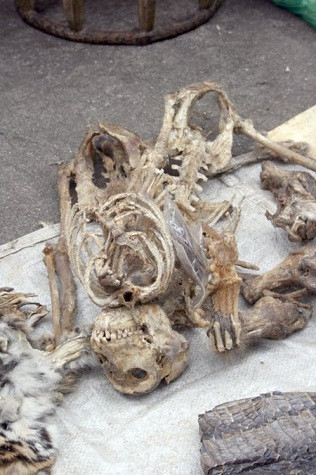 Ở nhiều nơi, săn khỉ được coi là một môn thể thao giải trí. Vào cuối tuần, cánh thanh niên chạy xe máy vào rừng để săn bắt lũ khỉ. Những con khỉ sẽ được đem bán ở chợ để làm thịt, làm thuốc, hoặc cũng có thể là làm vật nuôi trong nhà. Ở nhiều nơi, săn khỉ được coi là một môn thể thao giải trí. Vào cuối tuần, cánh thanh niên chạy xe máy vào rừng để săn bắt lũ khỉ. Những con khỉ sẽ được đem bán ở chợ để làm thịt, làm thuốc, hoặc cũng có thể là làm vật nuôi trong nhà.