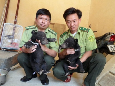 Các cán bộ kiểm lâm Việt Nam vừa tịch thu được hai chú gấu đen còn nhỏ. "Chúng được nuôi bằng thức ăn trẻ em và các loại hoa quả, với chi phí lên tới 1.500 euro cho mỗi con gấu một năm", Kloeble nói. Hiện tại, trạm kiểm lâm của ông đang nuôi 17 con khỉ, gấu đen và hai chủ tê tê nhỏ. Với việc ngày càng nhiều động vật được tịch thu, trong tương lai trạm kiểm lâm có thể sẽ trở thành một vườn thú nho nhỏ. Các cán bộ kiểm lâm Việt Nam vừa tịch thu được hai chú gấu đen còn nhỏ. "Chúng được nuôi bằng thức ăn trẻ em và các loại hoa quả, với chi phí lên tới 1.500 euro cho mỗi con gấu một năm", Kloeble nói. Hiện tại, trạm kiểm lâm của ông đang nuôi 17 con khỉ, gấu đen và hai chủ tê tê nhỏ. Với việc ngày càng nhiều động vật được tịch thu, trong tương lai trạm kiểm lâm có thể sẽ trở thành một vườn thú nho nhỏ.