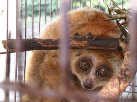 Hiện tại, George Kloebles đang làm việc tại một trạm kiểm lâm ở Thanh Hoá dưới sự phân công của một tổ chức viện trợ phát triển Đức nhằm bảo vệ rừng trên địa bàn tỉnh này. Hiện tại, George Kloebles đang làm việc tại một trạm kiểm lâm ở Thanh Hoá dưới sự phân công của một tổ chức viện trợ phát triển Đức nhằm bảo vệ rừng trên địa bàn tỉnh này.