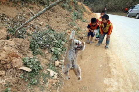 Con cu li này kém may mắn hơn nhiều. Nó đã bị hành hạ đến chết tại một ngôi làng miền núi gần biên giới Lào - Việt Nam. Sự tăng trưởng kinh tế và cải thiện cơ sở hạ tầng chỉ khiến cho số phận của các loài linh trưởng trở nên thê thảm hơn. Con người đã có thể xâm nhập những vùng hẻo lánh nhất của Đông Nam Á, trong khi việc ăn thịt thú hiếm trở thành một thứ mốt thời thượng. Con cu li này kém may mắn hơn nhiều. Nó đã bị hành hạ đến chết tại một ngôi làng miền núi gần biên giới Lào - Việt Nam. Sự tăng trưởng kinh tế và cải thiện cơ sở hạ tầng chỉ khiến cho số phận của các loài linh trưởng trở nên thê thảm hơn. Con người đã có thể xâm nhập những vùng hẻo lánh nhất của Đông Nam Á, trong khi việc ăn thịt thú hiếm trở thành một thứ mốt thời thượng.