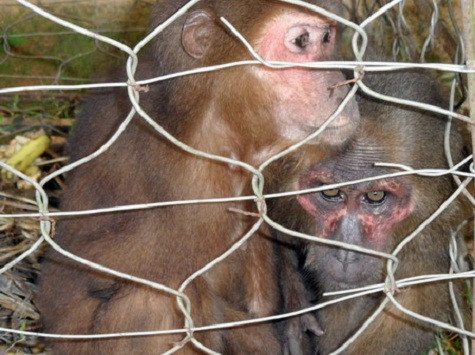 Do người nước ngoài không thể thâm nhập được vào những nhà hàng bán thịt khỉ, Spiegel Online đã cử một cộng tác viên người Việt đóng vai một khách hàng đang tìm nguồn cung cấp thịt khỉ cho nhà hàng ở Hà Nội. Người này đã được tiếp cận nhà bếp và kho trữ của nhà hàng và ghi lại những hình ảnh vô cùng kinh khủng. Do người nước ngoài không thể thâm nhập được vào những nhà hàng bán thịt khỉ, Spiegel Online đã cử một cộng tác viên người Việt đóng vai một khách hàng đang tìm nguồn cung cấp thịt khỉ cho nhà hàng ở Hà Nội. Người này đã được tiếp cận nhà bếp và kho trữ của nhà hàng và ghi lại những hình ảnh vô cùng kinh khủng.