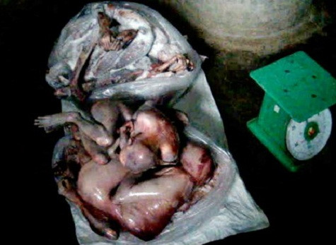 Người phụ nữ hứng máu khỉ vào một cái túi nilon. Con khỉ được đưa sang trong phòng bên cạnh. Ở đó có hai xác khỉ đã được làm lông và loại bỏ nội tạng. Sẽ không có phần nào của những con khỉ bị bỏ sót. Chúng sẽ được chế biến thành món ăn hoặc các vị thuốc theo kiểu truyền thống Trung Quốc. Bà chủ quán cho biết có thể cung cấp hàng trăm con khỉ trong ít tuần. Mặc dù không được pháp luật cho phép nhưng thịt khỉ vẫn được phục vụ bán công khai tại nhiều nhà hàng. Người phụ nữ hứng máu khỉ vào một cái túi nilon. Con khỉ được đưa sang trong phòng bên cạnh. Ở đó có hai xác khỉ đã được làm lông và loại bỏ nội tạng. Sẽ không có phần nào của những con khỉ bị bỏ sót. Chúng sẽ được chế biến thành món ăn hoặc các vị thuốc theo kiểu truyền thống Trung Quốc. Bà chủ quán cho biết có thể cung cấp hàng trăm con khỉ trong ít tuần. Mặc dù không được pháp luật cho phép nhưng thịt khỉ vẫn được phục vụ bán công khai tại nhiều nhà hàng.