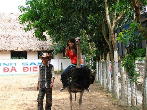 Cưỡi đà điểu Ảnh: Internet