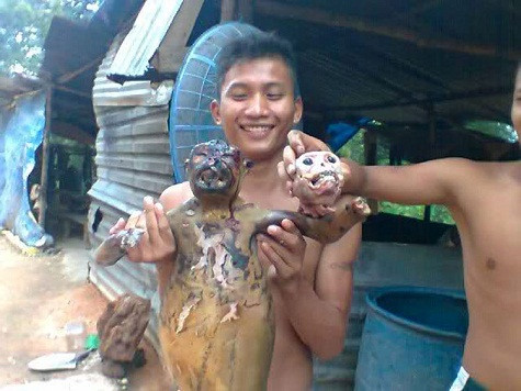 Hai con khỉ vô tội chết dưới bàn tay của những kẻ máu lạnh và không có trái tim (Ảnh cắt từ Facebool của Quang Nguyen Van) Hai con khỉ vô tội chết dưới bàn tay của những kẻ máu lạnh và không có trái tim (Ảnh cắt từ Facebool của Quang Nguyen Van)