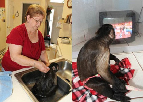 Một phụ nữ đến từ Floria, Mỹ, bà Audrey Ricci rất hãnh diện khi được gọi là “mẹ” của hai chú khỉ xinh xắn. “Bà mẹ” Ricci chăm sóc lũ khỉ hệt như chính con đẻ của bà vậy, từ việc tắm rửa, mặc quần áo, thay tã, nấu thức ăn cho tới việc bật phim hoạt hình cho chúng xem.