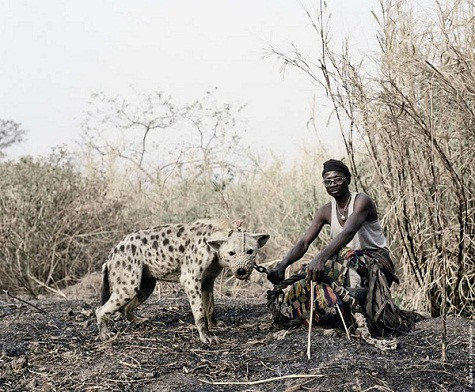 Các chú pet này đa số khá nguy hiểm. Linh cẩu có bộ răng rất chắc khỏe, có thể cắn xé được những vật cứng và dai. Hai chi trước của loài này dài và có thể khống chế một người thường. Các chú khỉ đầu chó cũng rất hung hãn, chúng có thể lao vào cắn xé, cào cấu, thậm chí tát bất cứ kẻ nào không vừa mắt mình.