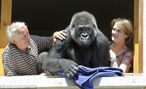 Hai vợ chồng người Pháp là ông bà Tavillon ở Leon đã nhận nuôi một chú khỉ đột suốt 13 năm nay và sẵn sàng làm tất cả vì cô con gái nuôi khỉ đột của mình. Chuyện về nàng tiểu thư khỉ đột có tên Digit thật độc đáo. 13 năm trước, khi vừa ra đời cô bị mẹ ruột ném vào đống rác. Vợ chồng ông Tavillon, chủ nhân của vườn thú thương hại đem về nuôi, tự nguyện nhận làm cha mẹ của cô. Họ chăm bẵm cô rất mực, nhiều đêm không ngủ. Vì cô con gái rượu, hai vợ chồng đã thay đổi mọi thói quen của cuộc sống văn minh. Đã 13 năm họ sống theo kiểu sống hoang dã của Digit. Cuộc sống của họ cực kỳ buồn chán và đơn điệu, chập tối là lên giường, lúc nào cũng đi ngủ vào một giờ nhất định. Họ chẳng bao giờ bước chân đến đâu, không bao giờ mời khách đến nhà, thậm chí chiếc tivi cũng đã dẹp bỏ. Chắc họ sẽ sống cách biệt với tất cả như thế đến suốt đời.