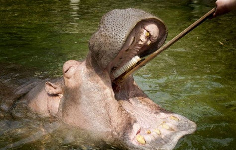 Nhân viên vườn thú ở Trung Quốc làm ra những chiếc bàn chải dài tới 1,2m để đánh răng cho những con hà mã. Nhiều du khách tới vườn thú Thượng Hải chỉ để xem các nhân viên vườn thú đánh răng cho hà mã. Thông thường, những con hà mã không cần phải đánh răng vì chúng ăn cỏ, khoảng cách giữa răng lớn nên cỏ khó bám lại trên răng. Tuy nhiên, ở vườn thú Thượng Hải, hà mã còn có chế độ đặc biệt là ăn cả hoa quả và rau, nên các nhân viên hằng ngày vệ sinh răng miệng cho chúng. Ảnh: Carters.