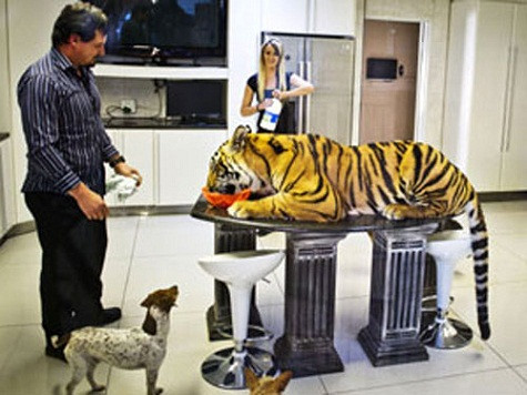 Một thương gia ở Nam Phi mua hẳn hổ Bengal về thay chó trông nhà. Chú hổ nặng 150 kg được đặt tên là Enzo, cùng sống với ông Michael Jamison và bạn gái Jackie trong ngôi nhà ở Brakpan. Cặp đôi này từ lâu đã muốn nuôi một con hổ trong nhà nhưng phải tới khi bị cướp “viếng” tới lần thứ 2 mới quyết định dứt khoát. “Tôi cảm thấy an toàn hơn khi trong nhà có Enzo”, ông chủ Jamison chia sẻ. Hiện chú hổ 1 năm tuổi này đang ngủ cùng giường và ăn cùng bàn với ông bà chủ. Enzo tỏ ra khá hòa hợp với với 3 con chó khác của ông bà chủ. Mỗi ngày “chú mèo lớn” này ăn khoảng 4 kg thịt. Không lâu sau khi Enzo xuất hiện tại nhà Jamison, cảnh sát và các nhân viên cơ quan bảo tồn động vật liền tới kiểm tra. Tuy nhiên, sau khi không phát hiện ra nguy hại nào đối với chú hổ, các nhà chức trách đã cho nó được ở lại với gia đình Jamison.