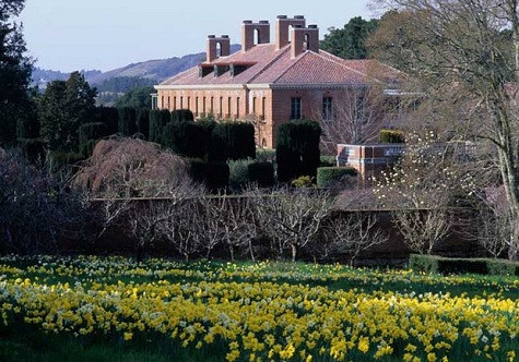 Khu vườn ngập tràn hoa vàng lãng mạn. Khu vườn ngập tràn hoa vàng lãng mạn.