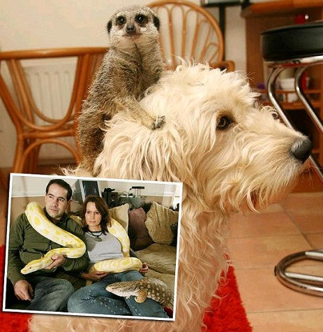 Cặp vợ chồng Susan vàn Rob Louth, đến từ Anh Quốc, khiến bạn bè và hàng xóm phải hoảng hốt vì sở thích quái dị của họ - nuôi hơn 150 “quái thú” làm thú cưng trong nhà. Trong khi đó, cặp vợ chồng trẻ này lại tỏ ra rất thích thú và tự hào về “bộ sưu tập” thú cưng của mình, gồm một con kangaroo, một con cú, 12 con bọ cạp, 37 con nhện Tarantula, 35 con rắn và 6 con gián Madagascar… Đó mới chỉ là một vài thành viên tiêu biểu nhất mà thôi. Cặp vợ chồng Susan vàn Rob Louth, đến từ Anh Quốc, khiến bạn bè và hàng xóm phải hoảng hốt vì sở thích quái dị của họ - nuôi hơn 150 “quái thú” làm thú cưng trong nhà. Trong khi đó, cặp vợ chồng trẻ này lại tỏ ra rất thích thú và tự hào về “bộ sưu tập” thú cưng của mình, gồm một con kangaroo, một con cú, 12 con bọ cạp, 37 con nhện Tarantula, 35 con rắn và 6 con gián Madagascar… Đó mới chỉ là một vài thành viên tiêu biểu nhất mà thôi.