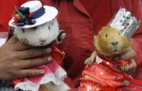 Người Nhật không có mèo trong 12 con giáp mà lại có con thỏ. Vì người Nhật mừng năm mới theo dương lịch nên kho đón năm mới hình ảnh con thỏ có ở hầu hết mọi nơi, nhất là ở những nơi sản xuất bánh kẹo. Tại Nhật thì thỏ là thú cưng được nuôi nhiều hàng thứ 5 trong các con thú nuôi trong nhà. Thỏ là biểu tượng cho sự may mắn. Người Nhật không có mèo trong 12 con giáp mà lại có con thỏ. Vì người Nhật mừng năm mới theo dương lịch nên kho đón năm mới hình ảnh con thỏ có ở hầu hết mọi nơi, nhất là ở những nơi sản xuất bánh kẹo. Tại Nhật thì thỏ là thú cưng được nuôi nhiều hàng thứ 5 trong các con thú nuôi trong nhà. Thỏ là biểu tượng cho sự may mắn.