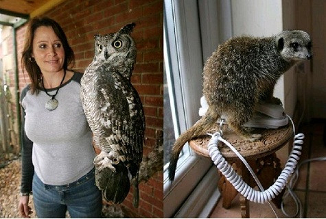 Chị Susan 43 tuổi và anh Rob, 33 tuổi, bắt đầu nuôi thú cưng khác lạ cách đây năm năm và nhanh chóng thành “xì-ta” nổi tiếng khắp vùng với bộ sưu tập “quái thú”. Cái giá họ phải đánh đổi cũng không hề nhỏ, cặp vợ chồng tiêu tốn 2.200 bảng Anh (khoảng hơn 73 triệu đồng) mỗi năm để mua hoa quả, rau củ và nấm cũng như thịt cho đàn thú. Chị Susan 43 tuổi và anh Rob, 33 tuổi, bắt đầu nuôi thú cưng khác lạ cách đây năm năm và nhanh chóng thành “xì-ta” nổi tiếng khắp vùng với bộ sưu tập “quái thú”. Cái giá họ phải đánh đổi cũng không hề nhỏ, cặp vợ chồng tiêu tốn 2.200 bảng Anh (khoảng hơn 73 triệu đồng) mỗi năm để mua hoa quả, rau củ và nấm cũng như thịt cho đàn thú.