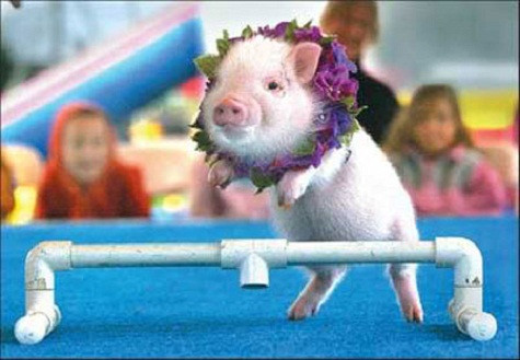 Dễ thương và vui nhộn là nguyên nhân chính khiến những chú lợn ỉ trở thành hàng “hot” ở cửa hàng bán thú nuôi. Với thân hình béo mũm mĩm cùng dáng chạy lon ton, trông những chú lợn ỉ con không khác gì những nhân vật được cách điệu trong phim hoạt hình. Lợn ỉ nổi tiếng tinh ranh, thậm chí có người nói chúng khôn hơn cả chó. Chúng rất dễ huấn luyện để làm trò với phần thưởng là các loại thức ăn khoái khẩu. Có thời gian, việc dắt lợn ỉ đi dạo như dắt chó trở thành “mốt” ở phương Tây. Dễ thương và vui nhộn là nguyên nhân chính khiến những chú lợn ỉ trở thành hàng “hot” ở cửa hàng bán thú nuôi. Với thân hình béo mũm mĩm cùng dáng chạy lon ton, trông những chú lợn ỉ con không khác gì những nhân vật được cách điệu trong phim hoạt hình. Lợn ỉ nổi tiếng tinh ranh, thậm chí có người nói chúng khôn hơn cả chó. Chúng rất dễ huấn luyện để làm trò với phần thưởng là các loại thức ăn khoái khẩu. Có thời gian, việc dắt lợn ỉ đi dạo như dắt chó trở thành “mốt” ở phương Tây.