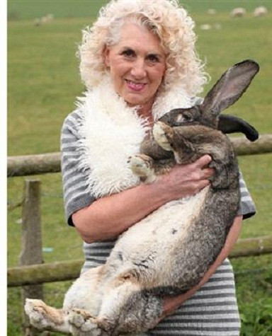 Darius lập kỷ lục Guiness là chú thỏ lớn nhất thế giới với cân nặng khoảng 22,4kg, dài 1,32m. Darius từng giữ danh hiệu chú thỏ lớn nhất thế giới, và nó tiếp tục phá vỡ kỷ lục của chính mình khi cao thêm 2,54cm. Cà rốt là món ăn cực kỳ yêu thích của Darius. Mỗi ngày, nó có thể ăn hết 12 củ. Darius lập kỷ lục Guiness là chú thỏ lớn nhất thế giới với cân nặng khoảng 22,4kg, dài 1,32m. Darius từng giữ danh hiệu chú thỏ lớn nhất thế giới, và nó tiếp tục phá vỡ kỷ lục của chính mình khi cao thêm 2,54cm. Cà rốt là món ăn cực kỳ yêu thích của Darius. Mỗi ngày, nó có thể ăn hết 12 củ.