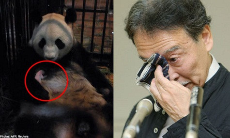 Cái chết của một chú gấu trúc con ở Nhật ngày hôm qua đã buộc chương trình truyền hình thường lệ phải ngừng phát sóng và khiến giám đốc vườn thú ở Tokyo rơi nước mắt, xóa nhòa hân hoan của cả một đất nước trước sự chào đời của chú gần một tuần trước. Đây con gấu trúc đầu tiên của vườn thú chào đời trong vòng 24 năm qua và con gấu trúc đầu tiên được sinh sản bằng giao phối tự nhiên. Tuy nhiên, niềm vui đã biến thành nỗi buồn vào ngày hôm qua, sau khi vườn thú Ueno ở thủ đô Tokyo cho biết chú gấu trúc nhỏ bé, nặng 144 gram, đã qua đời vì bị viêm phổi, khiến giám đốc vườn thú Toshimitsu Doi không khỏi rơi lệ. “Chúng tôi rất buồn”, ông Doi vừa nói vừa lau nước mắt. Cái chết của một chú gấu trúc con ở Nhật ngày hôm qua đã buộc chương trình truyền hình thường lệ phải ngừng phát sóng và khiến giám đốc vườn thú ở Tokyo rơi nước mắt, xóa nhòa hân hoan của cả một đất nước trước sự chào đời của chú gần một tuần trước. Đây con gấu trúc đầu tiên của vườn thú chào đời trong vòng 24 năm qua và con gấu trúc đầu tiên được sinh sản bằng giao phối tự nhiên. Tuy nhiên, niềm vui đã biến thành nỗi buồn vào ngày hôm qua, sau khi vườn thú Ueno ở thủ đô Tokyo cho biết chú gấu trúc nhỏ bé, nặng 144 gram, đã qua đời vì bị viêm phổi, khiến giám đốc vườn thú Toshimitsu Doi không khỏi rơi lệ. “Chúng tôi rất buồn”, ông Doi vừa nói vừa lau nước mắt.