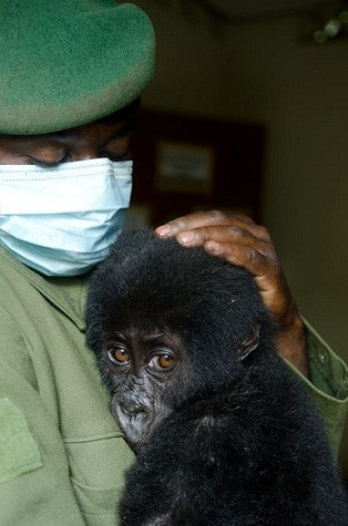 Christian Shamavu, nhân viên kiểm lâm đến từ vườn quốc gia Virunga, Cộng hòa Dân chủ Congo (DRC) cùng với nhóm làm việc của mình đã giải cứu một chú khỉ con gorilla khỏi những kẻ săn trộm trong một hoạt động bí mật diễn ra gần đây. Đây là con khỉ thứ 4 mà vườn quốc gia Virunga cứu được từ tay những kẻ săn trộm trong năm 2011. Christian Shamavu, nhân viên kiểm lâm đến từ vườn quốc gia Virunga, Cộng hòa Dân chủ Congo (DRC) cùng với nhóm làm việc của mình đã giải cứu một chú khỉ con gorilla khỏi những kẻ săn trộm trong một hoạt động bí mật diễn ra gần đây. Đây là con khỉ thứ 4 mà vườn quốc gia Virunga cứu được từ tay những kẻ săn trộm trong năm 2011.
