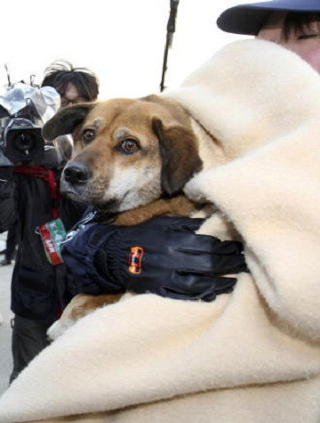 Đội cứu hộ không tìm thấy tên hay thông tin gì trên cổ con chó. Lý do vì sao nó có thể sống sót trên biển một thời gian dài như vậy hiện vẫn là điều bí ẩn. Đội cứu hộ không tìm thấy tên hay thông tin gì trên cổ con chó. Lý do vì sao nó có thể sống sót trên biển một thời gian dài như vậy hiện vẫn là điều bí ẩn.