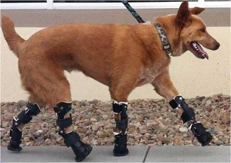 Kỹ thuật viên thú y Christie Tomlinson, tới từ Colorado, Mỹ đã nhận nuôi Naki'o. Cô đã mua cho Naki'o đôi chân giả của công ty Orthopets ở Denver, Colorado. Tại đây, người sáng lập công ty, Martin Kaufmann đã thực hiện một tác phẩm công nghệ miễn phí. Đây là lần đầu tiên họ trang bị cho động vật một bộ chân giả hoàn chỉnh. Những chân giả này được thiết kế giống như các cơ và xương của chó, cho phép chúng làm mọi thứ như một con chó bình thường có thể làm. Naki’o trông cao hơn bình thường một chút sau khi được lắp bốn chân giả. Nó đã học cách sử dụng thiết bị này như đang đi trên những đôi chân tự nhiên một cách nhanh chóng. Chỉ sau vài ngày, chú đã có thể chạy nhảy và có khả năng hoạt động tự nhiên. Kỹ thuật viên thú y Christie Tomlinson, tới từ Colorado, Mỹ đã nhận nuôi Naki'o. Cô đã mua cho Naki'o đôi chân giả của công ty Orthopets ở Denver, Colorado. Tại đây, người sáng lập công ty, Martin Kaufmann đã thực hiện một tác phẩm công nghệ miễn phí. Đây là lần đầu tiên họ trang bị cho động vật một bộ chân giả hoàn chỉnh. Những chân giả này được thiết kế giống như các cơ và xương của chó, cho phép chúng làm mọi thứ như một con chó bình thường có thể làm. Naki’o trông cao hơn bình thường một chút sau khi được lắp bốn chân giả. Nó đã học cách sử dụng thiết bị này như đang đi trên những đôi chân tự nhiên một cách nhanh chóng. Chỉ sau vài ngày, chú đã có thể chạy nhảy và có khả năng hoạt động tự nhiên.