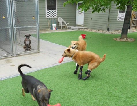 Naki'o đã trở thành chú chó đầu tiên trên thế giới được trang bị bốn bàn chân giả có khả năng chạy nhảy, thậm chí là bơi lội. Một gia đình ở Nebraska đã bỏ rơi Naki'o trong một vũng nước đông lạnh, và chân nó bị tê cóng. Đến 5 tuần tuổi, chú chó được trung tâm cứu hộ động vật cứu thoát và nhận nuôi. Nhưng bốn bàn chân của Naki'o phải loại bỏ và nó gặp nhiều khó khăn khi đi lại. Naki'o đã trở thành chú chó đầu tiên trên thế giới được trang bị bốn bàn chân giả có khả năng chạy nhảy, thậm chí là bơi lội. Một gia đình ở Nebraska đã bỏ rơi Naki'o trong một vũng nước đông lạnh, và chân nó bị tê cóng. Đến 5 tuần tuổi, chú chó được trung tâm cứu hộ động vật cứu thoát và nhận nuôi. Nhưng bốn bàn chân của Naki'o phải loại bỏ và nó gặp nhiều khó khăn khi đi lại.