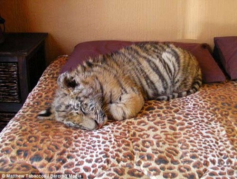 Nhưng với Panjo là lại là trường hợp ngoại lệ, chú hổ này rất hiền và không hề cũng như chưa từng làm tổn thương đến con người và những con vật nuôi của gia đình mình và gia đình hàng xóm. Theo ông Fernandes cho hay thì ông và những người trong gia đình đã nuôi chú hổ này từ khi nó mới được 3 tuần tuổi, sau khi nó bị mất mẹ. Hiện chú hổ này đã được 19 tháng và nó hết sức to lớn và khỏe mạnh. Chú ta cũng thích được nằm ngủ với những người chủ của mình trên cùng một chiếc giường hay một chiếc ghế sofa. Panjo cũng không vắng mặt ở căn bếp nấu ăn của gia đình để chờ đợi được cho ăn. Nhưng với Panjo là lại là trường hợp ngoại lệ, chú hổ này rất hiền và không hề cũng như chưa từng làm tổn thương đến con người và những con vật nuôi của gia đình mình và gia đình hàng xóm. Theo ông Fernandes cho hay thì ông và những người trong gia đình đã nuôi chú hổ này từ khi nó mới được 3 tuần tuổi, sau khi nó bị mất mẹ. Hiện chú hổ này đã được 19 tháng và nó hết sức to lớn và khỏe mạnh. Chú ta cũng thích được nằm ngủ với những người chủ của mình trên cùng một chiếc giường hay một chiếc ghế sofa. Panjo cũng không vắng mặt ở căn bếp nấu ăn của gia đình để chờ đợi được cho ăn.