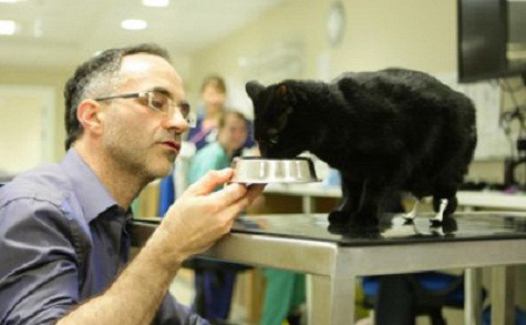 Một con mèo tại Anh bị mất cả hai chân sau vì một tai nạn thảm khốc đã trải qua một cuộc phẫu thuật đặc biệt nhằm lắp chân giả để giúp nó có thể đi lại bình thường như trước kia. Cuộc phẫu thuật kéo dài 3 giờ đã diễn ra thành công và Oscar hiện có thể đi lại dễ dàng hơn. Oscar, 2 tuổi, được tin là con mèo đầu tiên trên thế được phẫu thuật để lắp đôi chân mới. Một con mèo tại Anh bị mất cả hai chân sau vì một tai nạn thảm khốc đã trải qua một cuộc phẫu thuật đặc biệt nhằm lắp chân giả để giúp nó có thể đi lại bình thường như trước kia. Cuộc phẫu thuật kéo dài 3 giờ đã diễn ra thành công và Oscar hiện có thể đi lại dễ dàng hơn. Oscar, 2 tuổi, được tin là con mèo đầu tiên trên thế được phẫu thuật để lắp đôi chân mới.