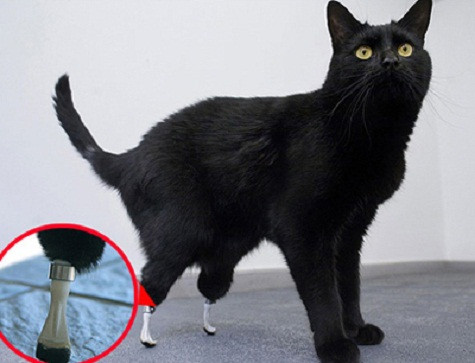 Một chú mèo được làm 2 chân giả. Một chú mèo được làm 2 chân giả.