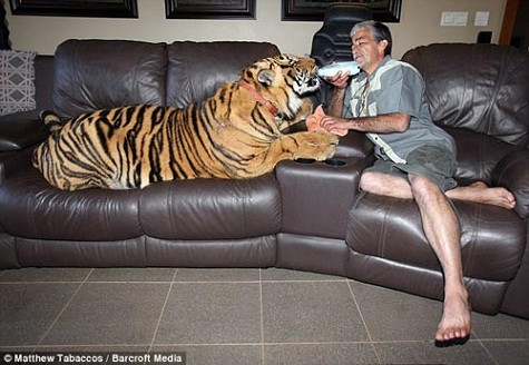 Ông Fernandes đã chăm sóc chú hổ dữ giống Bengal như một đứa con bé nhỏ của gia đình. Chú hổ Panjo được ông chủ cho nằm ghế sofa và "ti" sữa bằng chai Lăn trên ghế sofa, ấu yếm bàn tay của chủ và trêu chọc những chú chó nhà hàng xóm là hành động thường ngày của chú hổ dữ to lớn giống Bengal. Ông Fernandes đã chăm sóc chú hổ dữ giống Bengal như một đứa con bé nhỏ của gia đình. Chú hổ Panjo được ông chủ cho nằm ghế sofa và "ti" sữa bằng chai Lăn trên ghế sofa, ấu yếm bàn tay của chủ và trêu chọc những chú chó nhà hàng xóm là hành động thường ngày của chú hổ dữ to lớn giống Bengal.