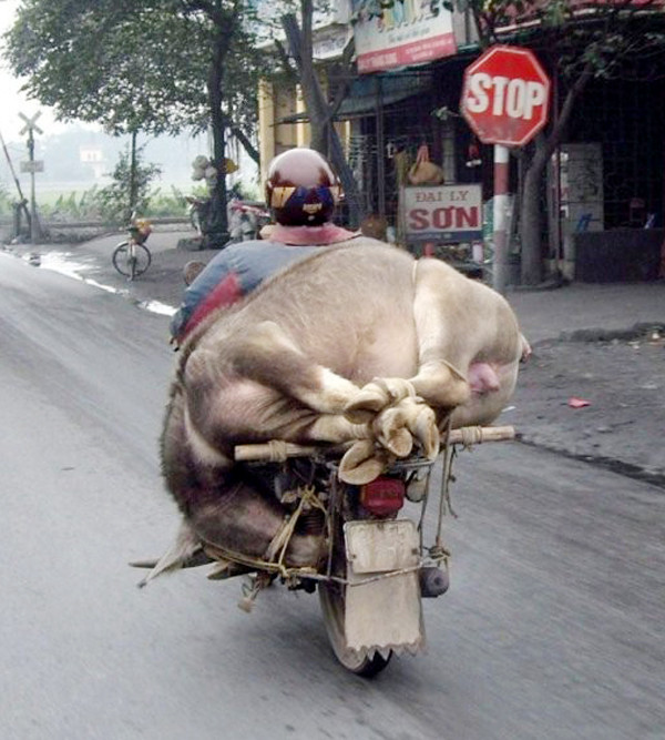 Theo bạn, chủ phương tiện đang chở con gì? Theo bạn, chủ phương tiện đang chở con gì?