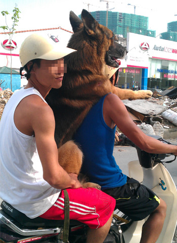 "Đèo 3" không đội mũ bảo hiểm.