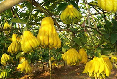 Quả phật thủ. Quả phật thủ.